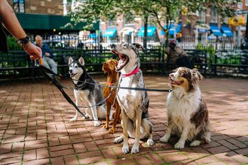 Burians neue EAP-Special Podcast-Folge „Hunde in Freizeitparks“ – Jetzt bei uns anhören!