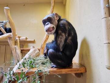 Deutschland: Schimpansen-Außengehege, GorillaGarten-Erweiterung & AffenPark im Zoo Krefeld