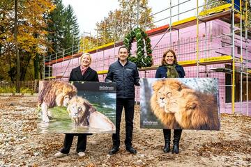 Deutschland: Richtfest für neue Löwenanlage im Tierpark Hellabrunn