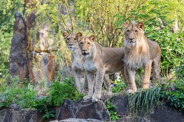 Deutschland: Zoo Berlin eröffnet „Reich der Jäger“ 