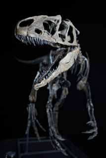 Deutschland: Allosaurier-Skelett erweitert Ausstellung des Dinosaurier Museums Altmühltal