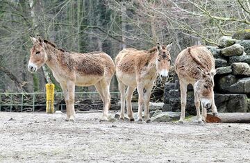 Deutschland: Erste Bundesländer genehmigen Zoos & Tierparks die Wiederöffnung von Außenbereichen