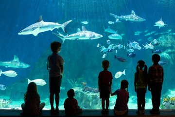 USA: Loveland Living Planet Aquarium erhält neue 4D-Erlebnisse