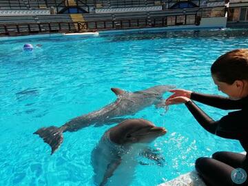 Frankreich: Parc Astérix kündigt Schließung des Delphinariums an