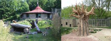 Deutschland: Neue Löwenanlage im Zoo Osnabrück eröffnet 