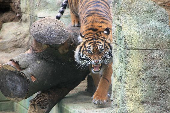 Deutschland: Zoo Osnabrück mit neuem Tigertempelgarten