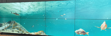 Virtuelles Aquarium im Montauk Oceans Institute 