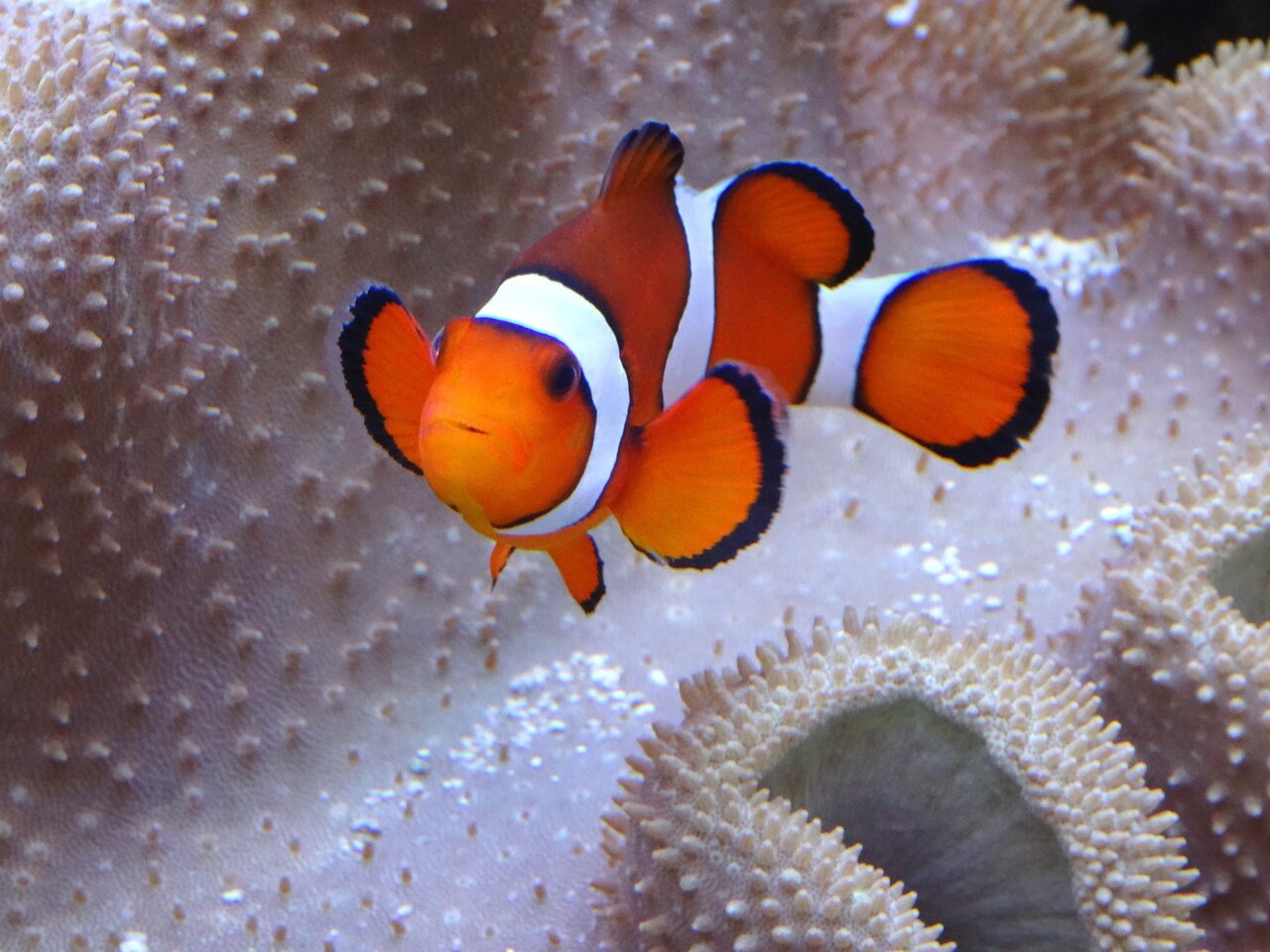 Wiedereröffnung des SEA LIFE Berlin nach Platzen von AquaDom