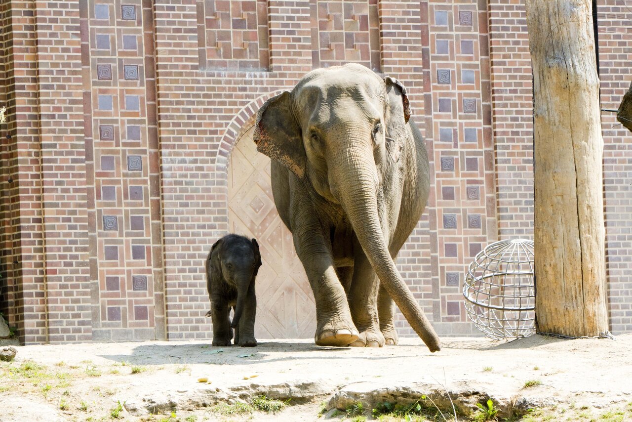 Leipzig Zoo Celebrates 145th Birthday