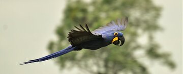 Zoo Zürich: Bestätigung der Baubewilligung für die Pantanal-Voliere
