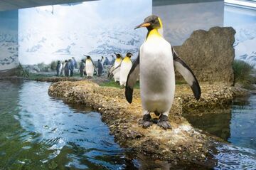Schweiz: Modernisiertes Aquarium im Zoo Zürich zeigt natürliche Unterwasserwelt