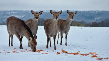 Wild- & Freizeitpark Klotten kündigt ersten Winterbetrieb seit Langem an