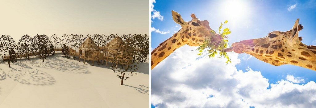 Germany: Tierpark Berlin Announces Start of Construction for New Giraffe Trail