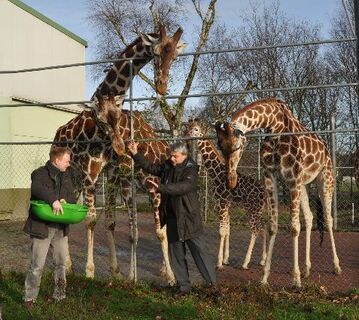 Jaderpark / Deutschland: Neuer Zoodirektor im Tierpark 