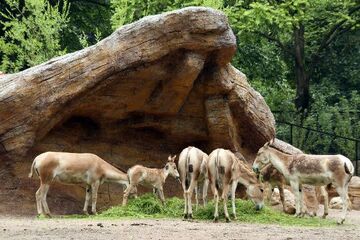 Germany: Persian Salt Desert at Hamburg’s Tierpark Hagenbeck Now Brimming with Life