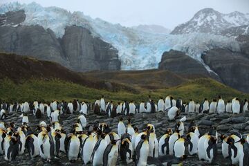 nWave Receives Distribution Rights for „Penguins 3D“ 