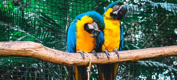 Zoo Park News