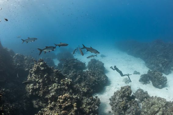 San Francisco/USA: Neue AR- & VR-Erlebnisse in Aquarium of the Bay