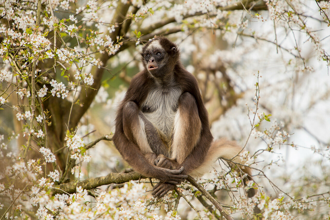 Bioparc de Doué-la-Fontaine Starts into Its 65th Season