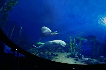 New “Beluga Experience“ Planned for Several Sea Life Aquariums