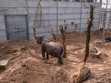 UK: Blackpool Zoo eröffnet neues Elefantenhaus „Elephant Base Camp“