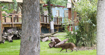 Deutschland: Zoo Leipzig feiert 140-Jähriges Bestehen – Neue Südamerika-Anlage eröffnet