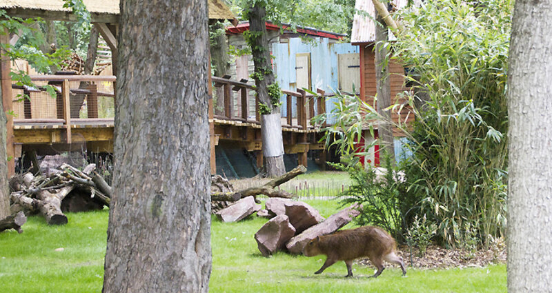 Deutschland: Zoo Leipzig feiert 140-Jähriges Bestehen – Neue Südamerika-Anlage eröffnet
