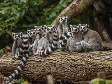 England: Chester Zoo reicht Bauantrag für neuen Themenbereich „Grasslands“ ein – Neue Besucherangebote locken Gäste bereits in diesem Jahr 