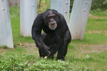Krefelder Zoo eröffnet Teilbereich des neuen „AffenParks“