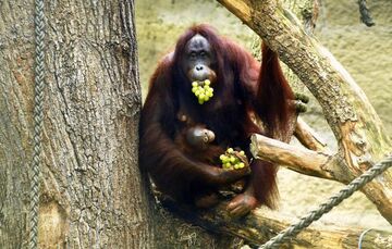 Germany: Zoo Rostock Takes Stock of “Darwineum“ Tropical Hall