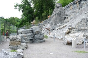 Schweiz: Neue Steinbock-Anlage im Tierpark Bern eröffnet