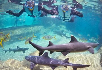 USA: Swimming with Sharks at Discovery Cove