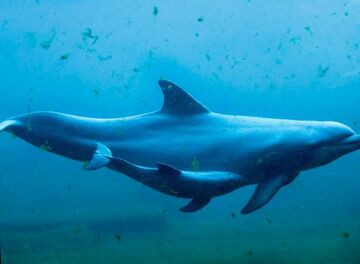 Dolphins and the habitat ‘North Sea’: New Shows at "Dolfinarium"