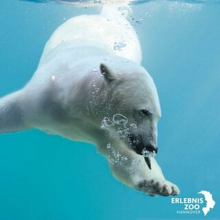 Germany: Hannover Adventure Zoo Introduces Dynamic Princing for Visitor Flow Management