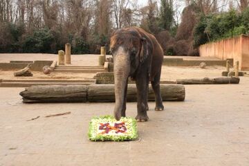 Germany: Attorney General of Celle Rejects PETA Complaint – Judicial Process against Zoo Hannover Ceased
