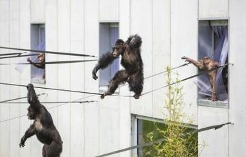 England: Neue Schimpansen-Anlage „Chimpanzee Eden“ im Twycross Zoo eingeweiht