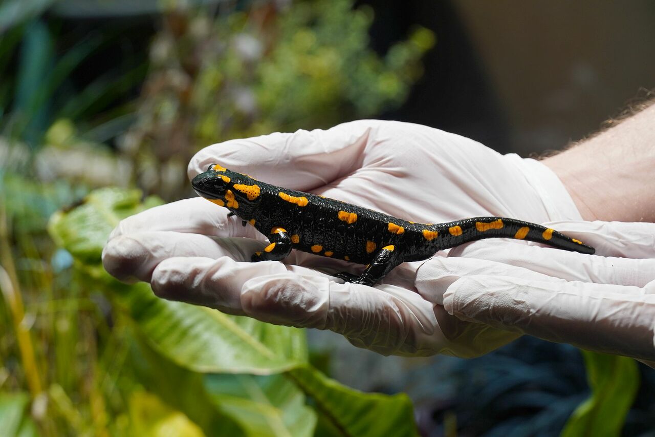 Erlebnis-Zoo Hannover – ARTrium & Amphibium locken Besucher