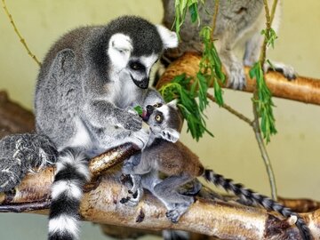 Deutschland: Zoos und Tierparks in fast allen Bundesländern wieder geöffnet