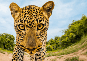 Frankreich: „Wild Immersion“: Pariser Freizeitpark Jardin d’Acclimatation setzt auf VR