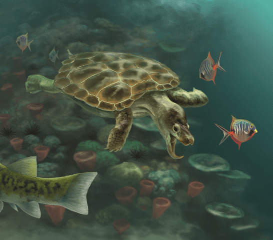 Germany: Dinosaurier Museum Altmuehltal Presents Fossil Finding of Unknown Killer Turtle