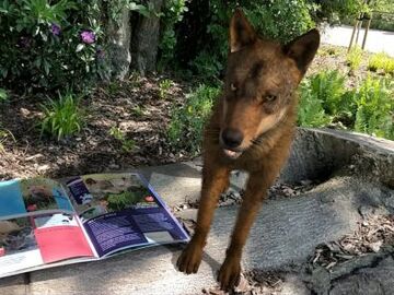 England: Knowsley Safari bietet Besuchern neue AR-App