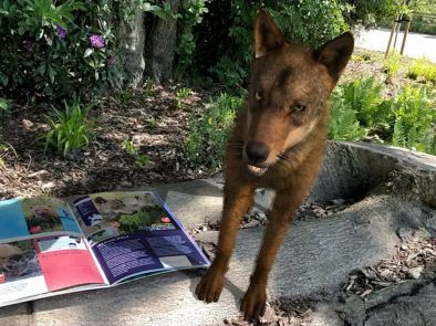 England: Knowsley Safari bietet Besuchern neue AR-App