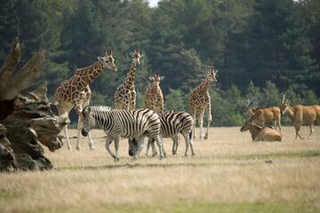 Dänemark: Knuthenborg Safaripark baut Übernachtungsangebot aus 