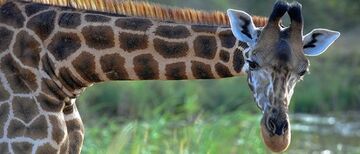 Schweiz: Startschuss für Bauprojekt „Lewa Savanne“ im Zoo Zürich