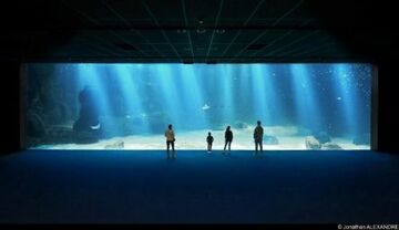 France: Nausicaá Aquarium Presents New Giant Fish Tank