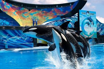 Spanien/USA: Steht SeaWorld kurz vor dem Verkauf?