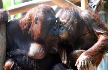 Germany: Rostock Zoo Looking Forward to Birth of Three Ape Babies