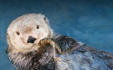 Kanada: Vancouver Aquarium and Herschend Family Entertainment Announce New Ownership Agreement