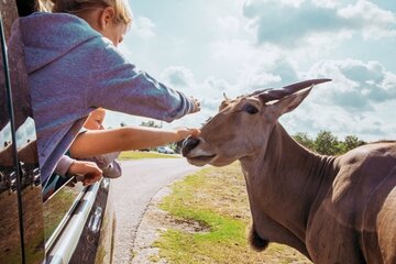 Germany: Safari Ride Through Experience at Safariland Stukenbrock Re-Opens