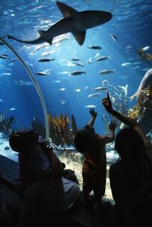 Malaysia: LEGOLAND Malaysia Resort kündigt SEA LIFE-Attraktion an 